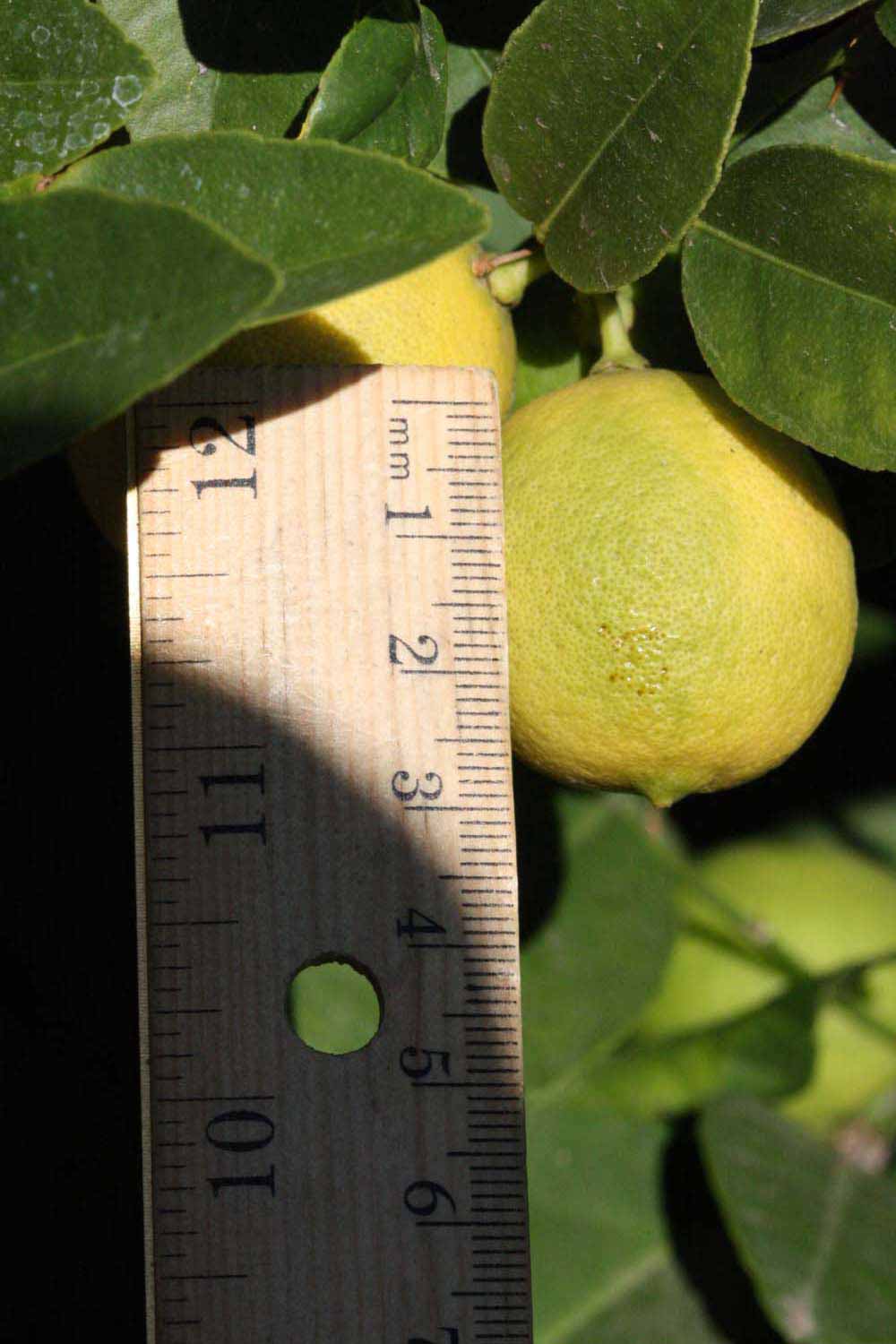            Fruit (Riverside, CA)   